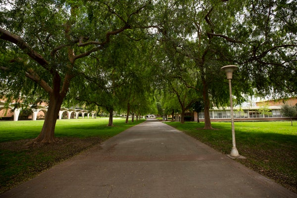 hinderaker trees